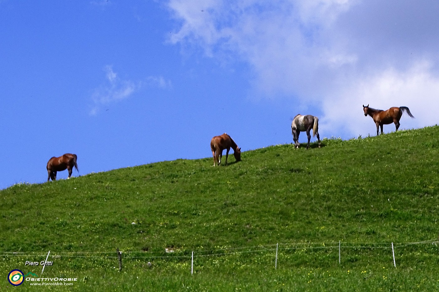 10 Cavalli al pascolo.JPG